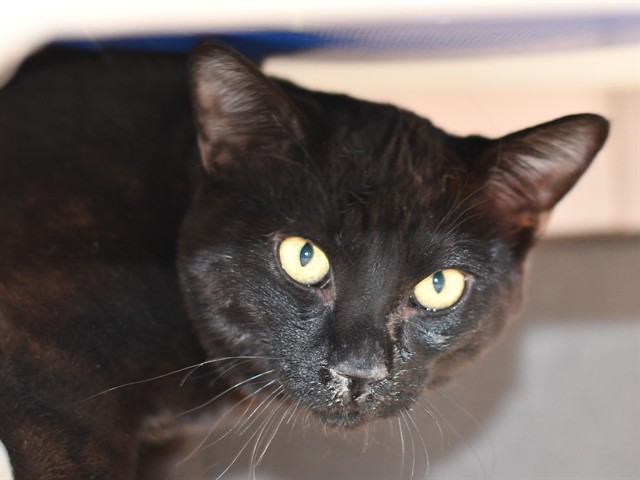 Dolby - Male - Domestic SH