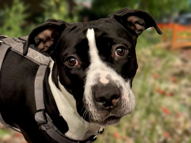 Duchess Snootboop - Female - Pit Bull-Mix