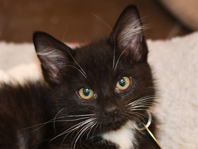 Haunted House - Female - Domestic SH