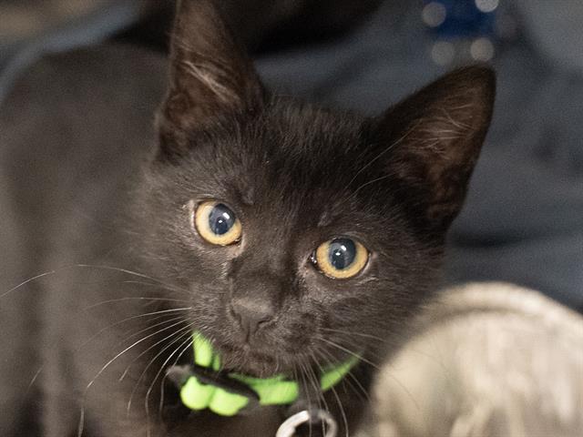 Charlotte - Female - Domestic SH