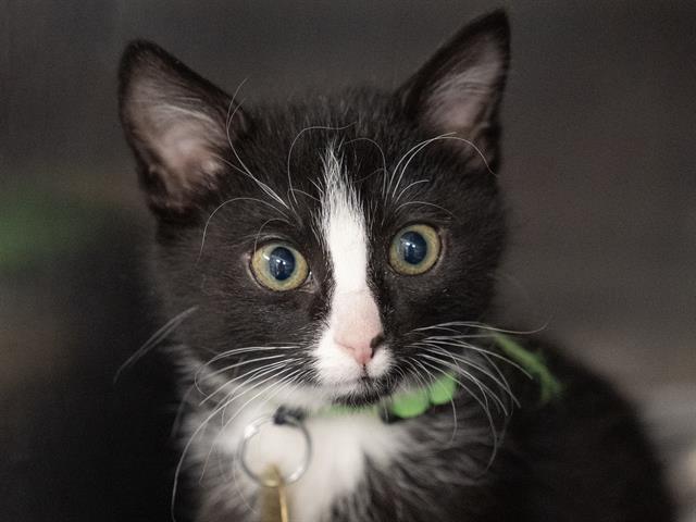 Hana - Female - Domestic SH