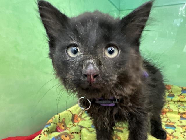 Freddie - Male - Domestic MH