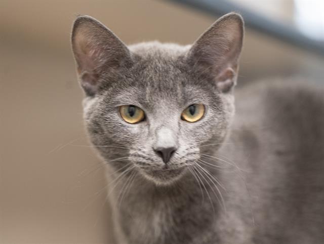 Dezzie - Female - Domestic SH