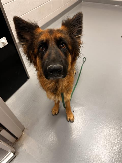 Sweet Pea - Female - German Shepherd
