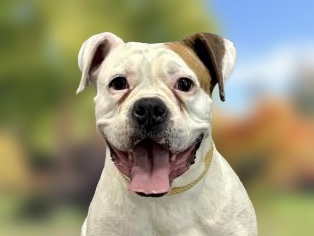 Haile - Female - Boxer-Mix