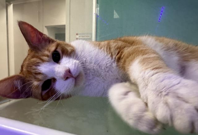 Leo - Male - Domestic SH