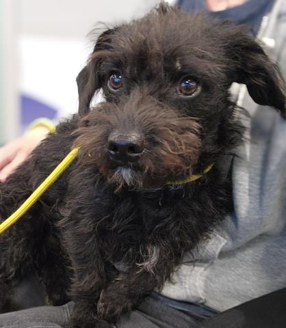  - Male - Miniature Poodle
