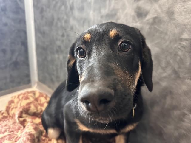 Nala Bean - Female - Australian Shepherd-German Shepherd
