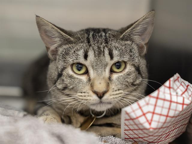 Phish - Female - Domestic SH