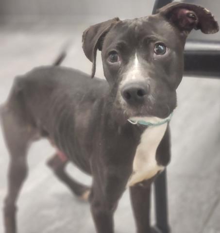 Alfalfa - Male - Pit Bull