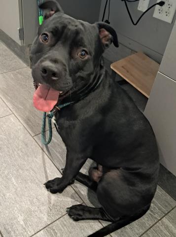  - Male - Pit Bull-Mix