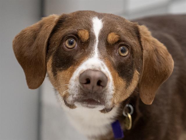 Jerry - Male - Catahoula Leopard Hound-Mix