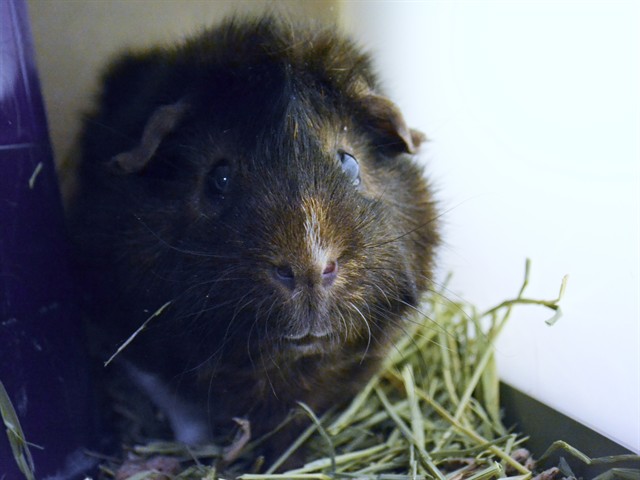 Tua - Male - Guinea Pig