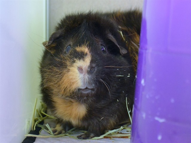 Tyreeks - Male - Guinea Pig