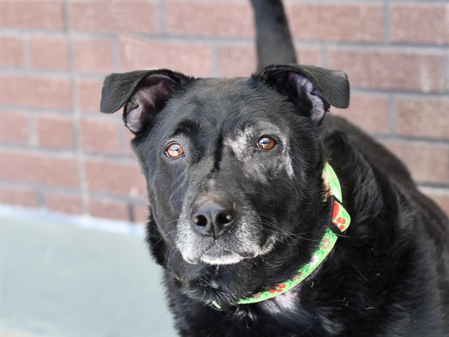 Bailey - Female - Labrador Retriever-Mix