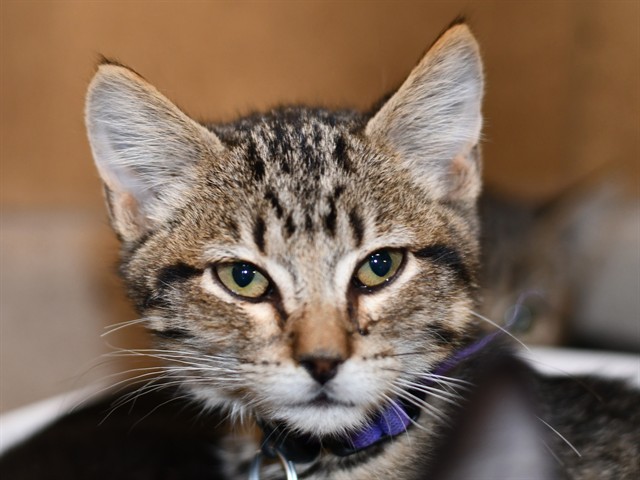 Mona - Male - Domestic SH