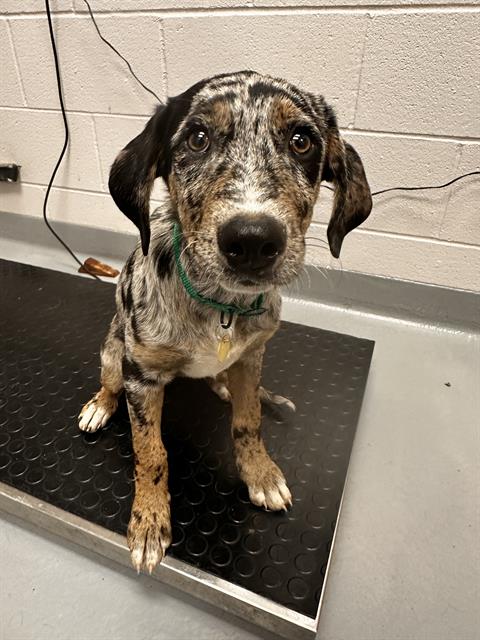 Sunflower - Female - Catahoula Leopard Hound-Mix