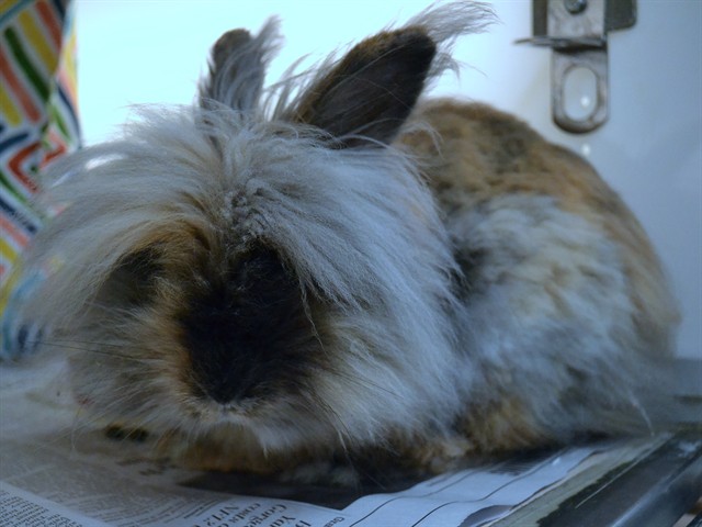  - Male - Lionhead