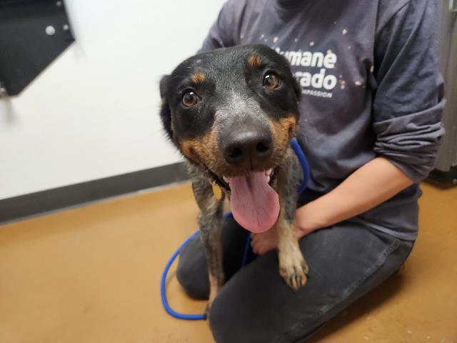  - Female - Australian Cattle Dog