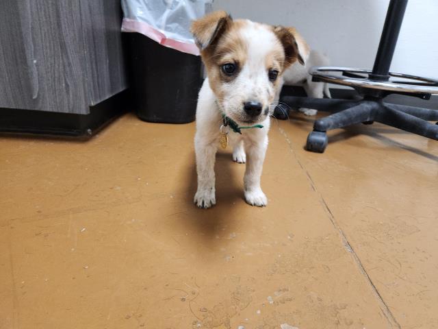 Bowie - Female - Australian Cattle Dog