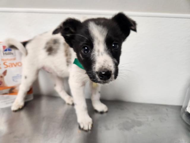 Jett - Female - Australian Cattle Dog
