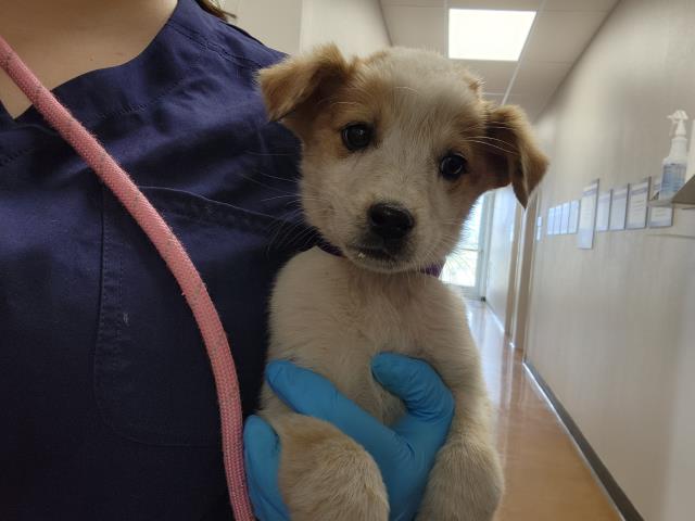 Mercury - Male - Australian Cattle Dog