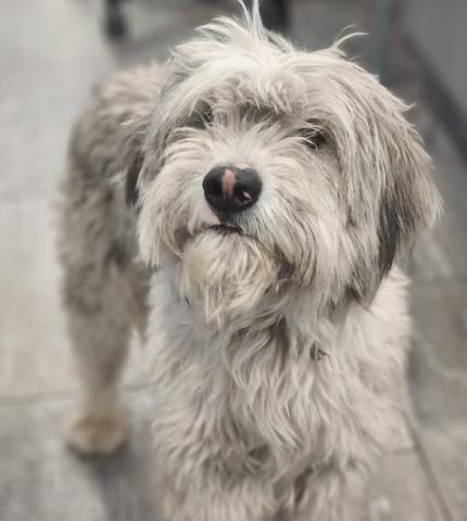  - Male - Standard Poodle-Mix