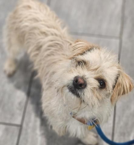  - Male - Terrier
