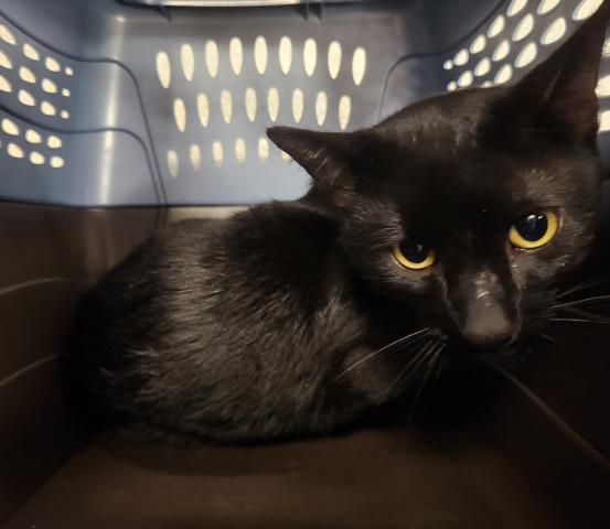 Yeti - Male - Domestic SH