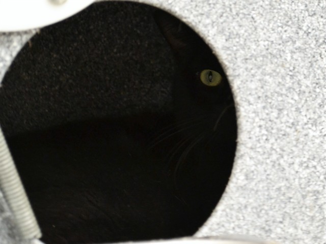 Sampson - Male - Domestic SH