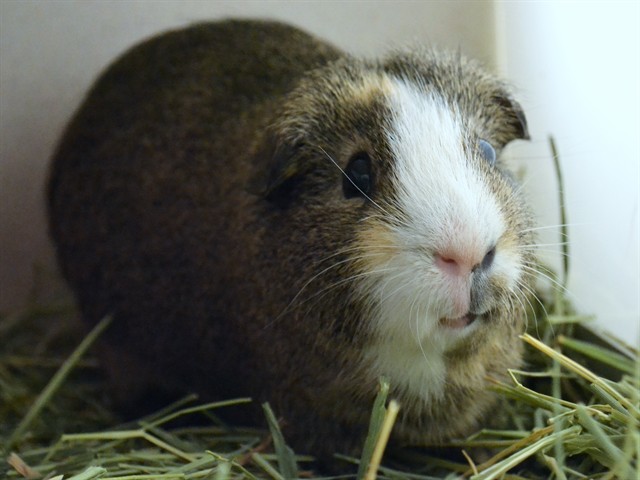 Pickle - Male - Guinea Pig