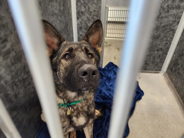  - Female - German Shepherd