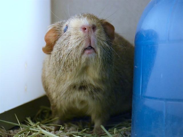 Amy - Female - Guinea Pig