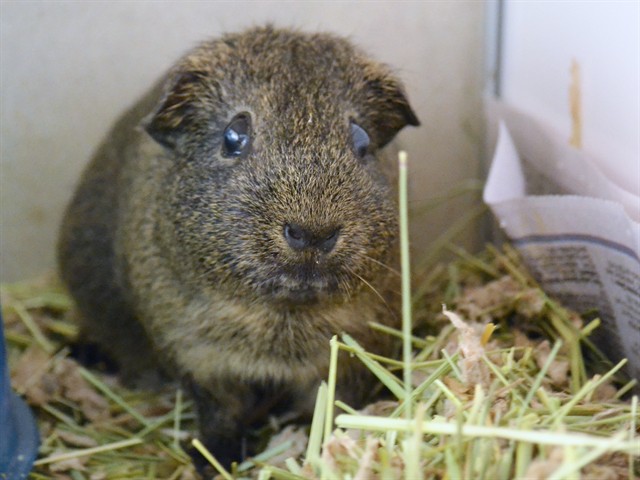Zena - Female - Guinea Pig
