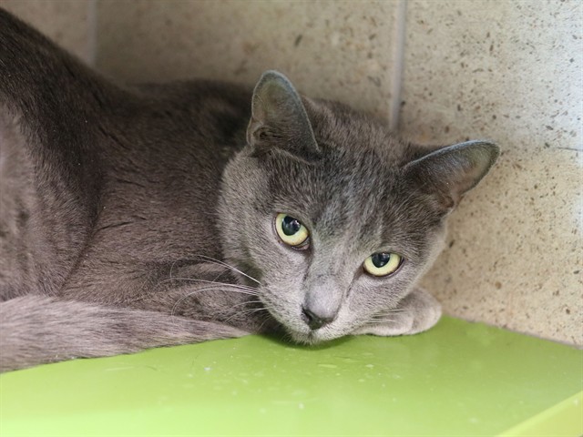 Speedy - Female - Domestic SH