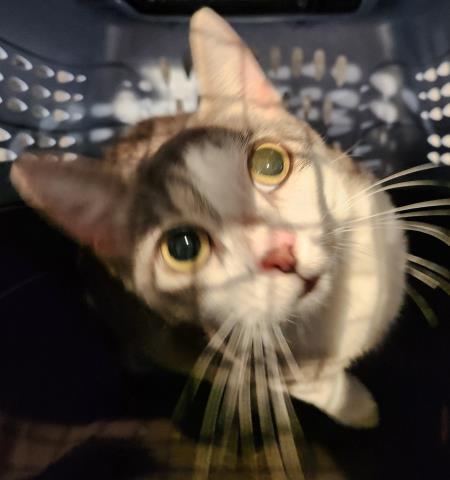 Papaya - Female - Domestic SH