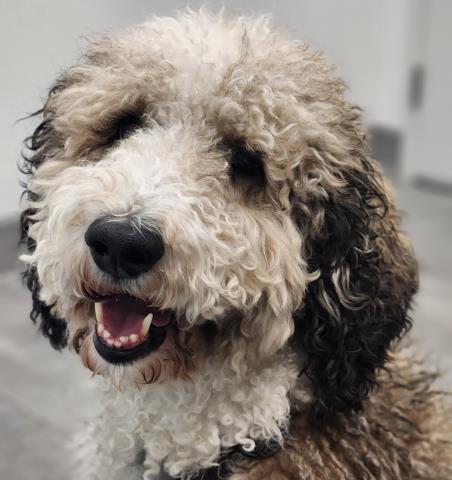  - Male - Standard Poodle