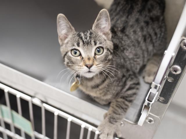 Freckle - Male - Domestic SH