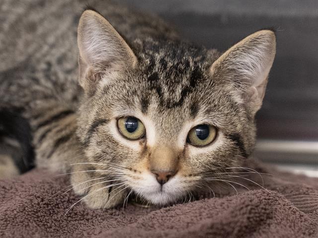 Jelly Bean - Male - Domestic SH