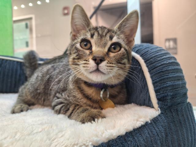 Red - Male - Domestic SH