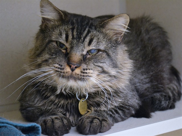 Carlisle - Male - Domestic SH
