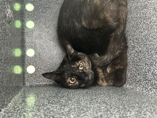 Cinnamon - Female - Domestic SH