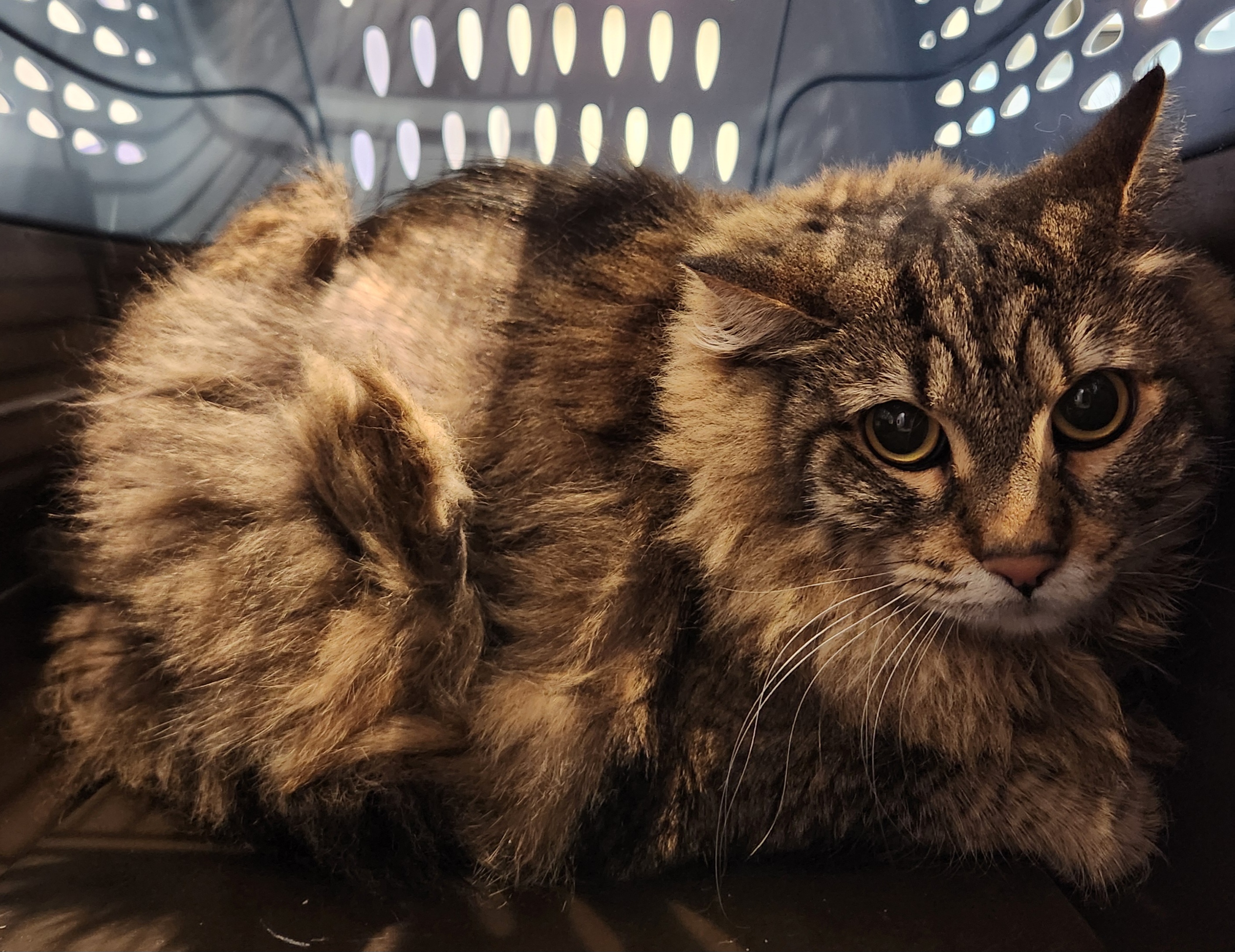 Luna - Female - Domestic LH