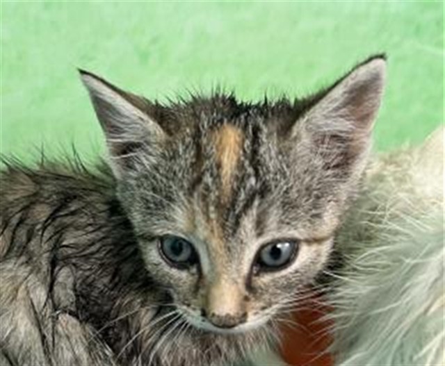  - Female - Domestic SH