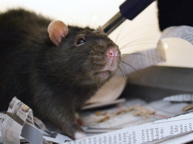 Francis - Male - Rat