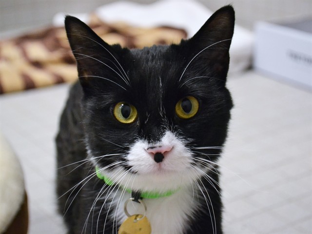 Sandy - Female - Domestic SH