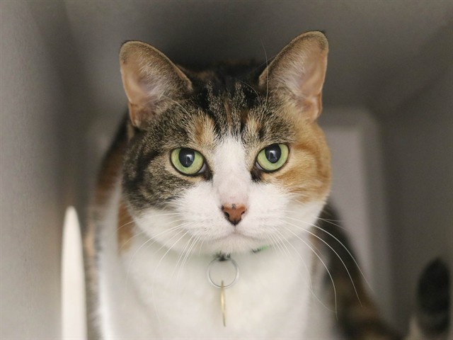 Trixie - Female - Domestic SH