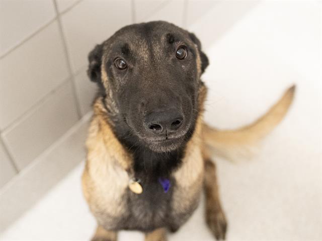 Ace - Male - Belgian Malinois