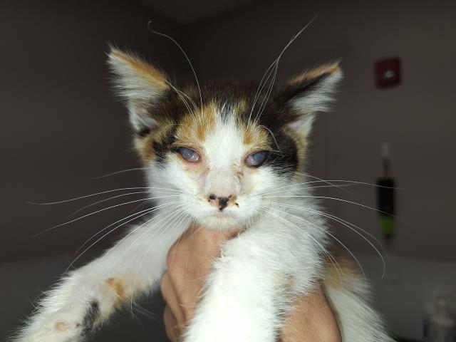  - Female - Domestic MH