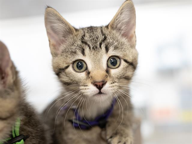 Kramer - Male - Domestic SH